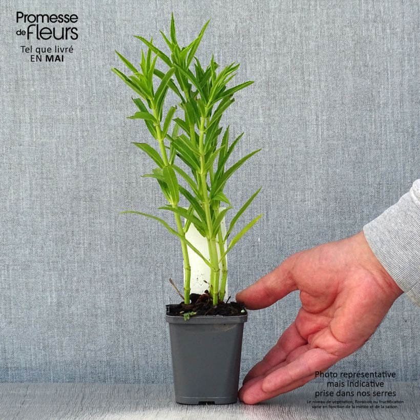 Example of Physostegia virginiana Alba Vasetto da 8/9 cm as you get in printemps