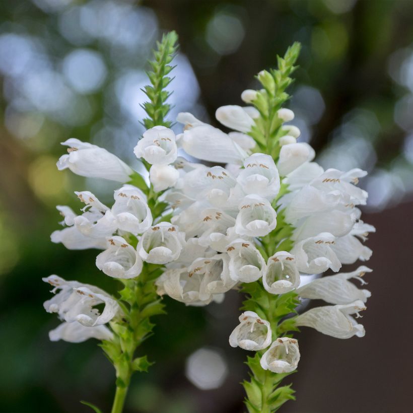 Physostegia virginiana Alba (Flowering)