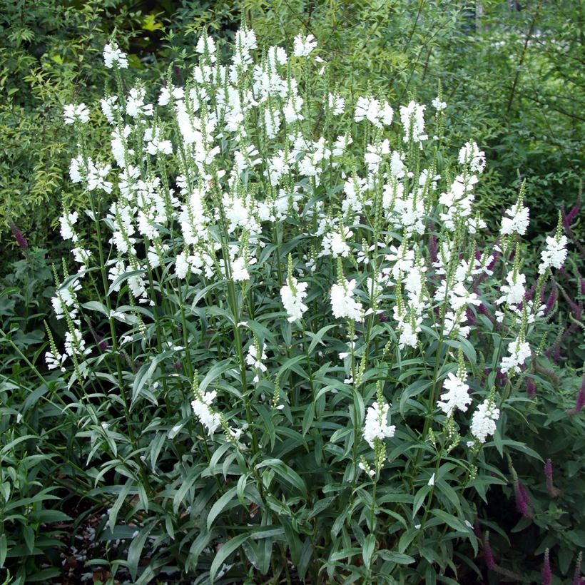 Physostegia virginiana Alba (Plant habit)