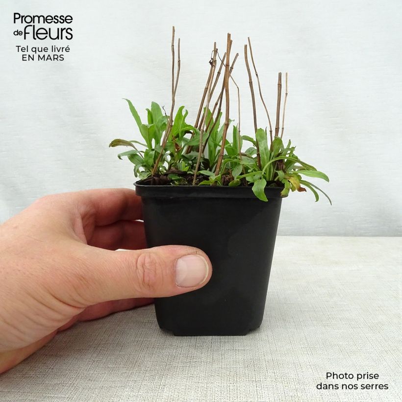 Physostegia virginiana Galadriel Vasetto da 8/9 cm esemplare consegnato in primavera