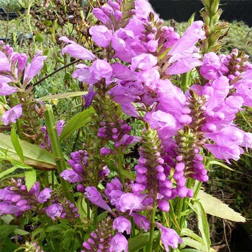 Physostegia virginiana Red Beauty (Flowering)