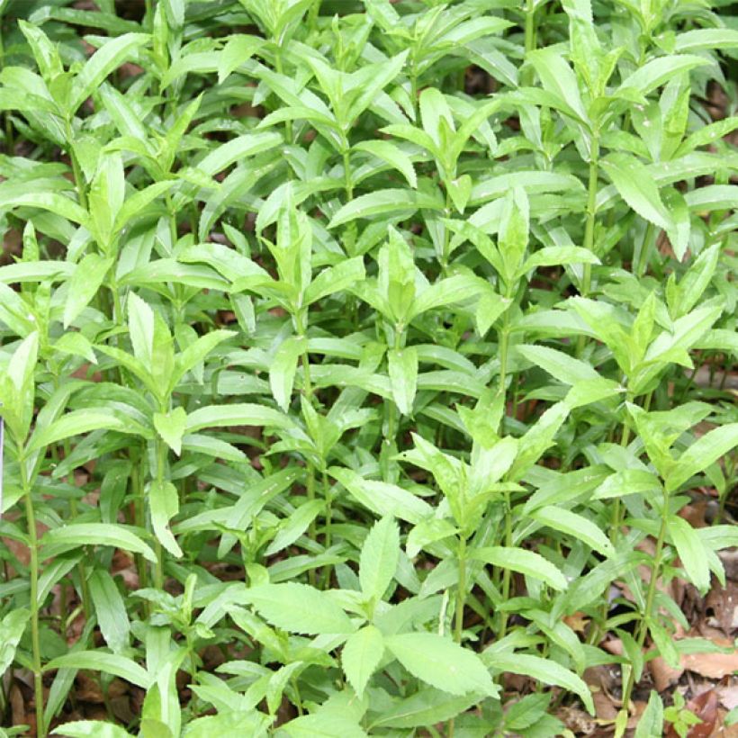 Physostegia virginiana Summer Snow (Foliage)