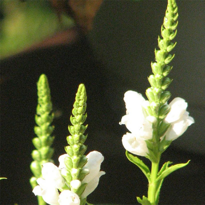 Physostegia virginiana Summer Snow (Flowering)