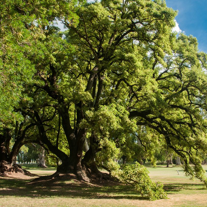 Phytolacca dioica (Porto)