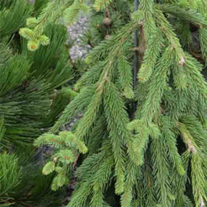Picea abies Frohburg (Fogliame)
