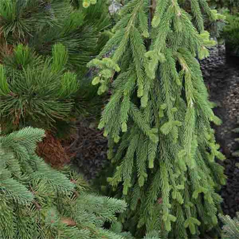 Picea abies Frohburg (Porto)