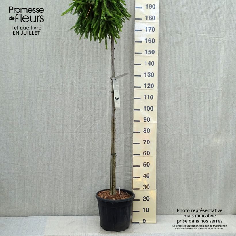 Esemplare di Picea abies Frohburg Vaso da 20L/25L, Vaso impalcato alto consegnato in estate