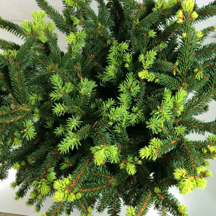 Picea abies Hana Subutus (Fogliame)
