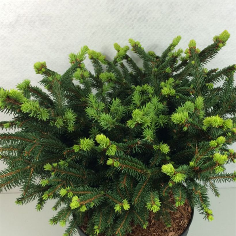 Picea abies Hana Subutus (Porto)