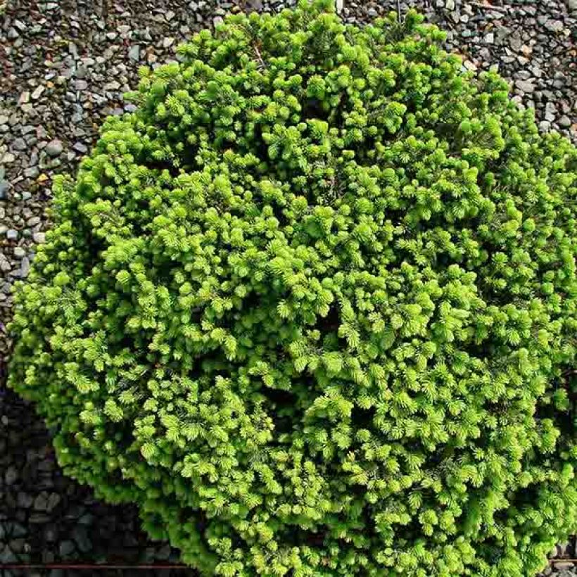 Picea abies Little Gem (Porto)