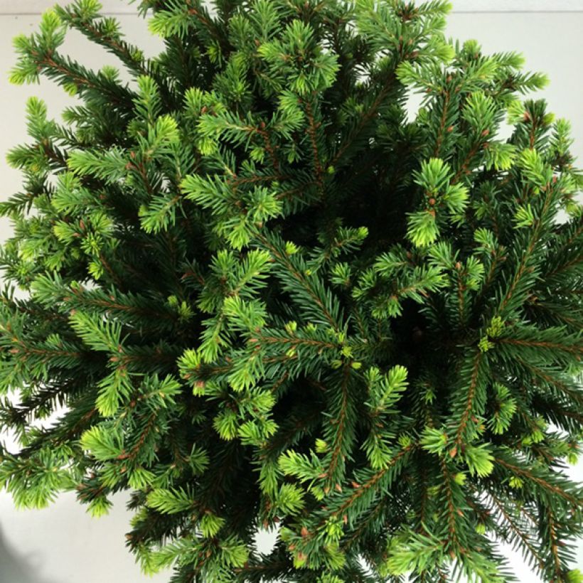 Picea abies Maxwellii (Foliage)