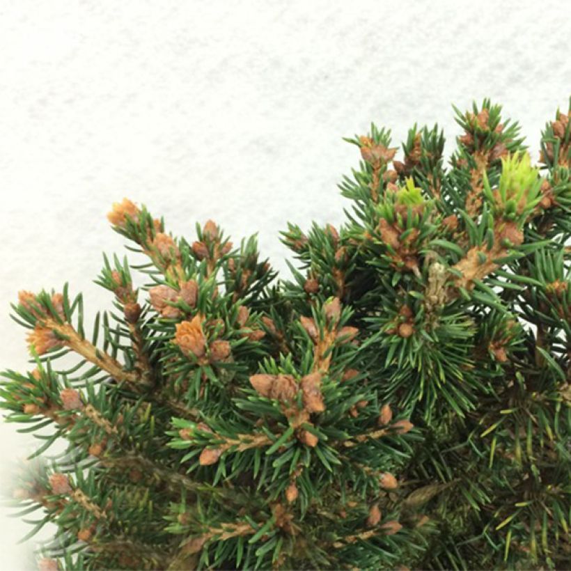 Picea abies Petra (Porto)