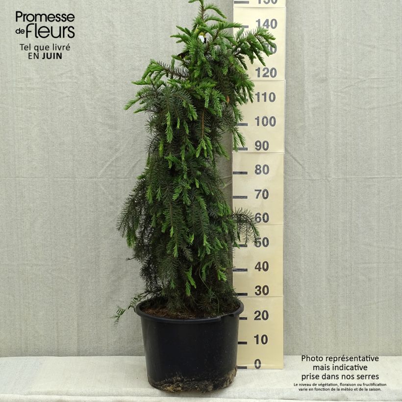 Picea breweriana Vaso da 3L/4L esemplare consegnato in primavera