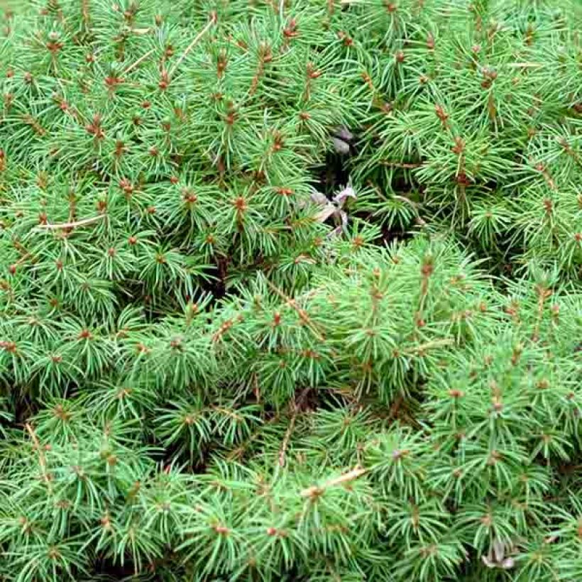 Picea glauca Alberta Globe (Foliage)