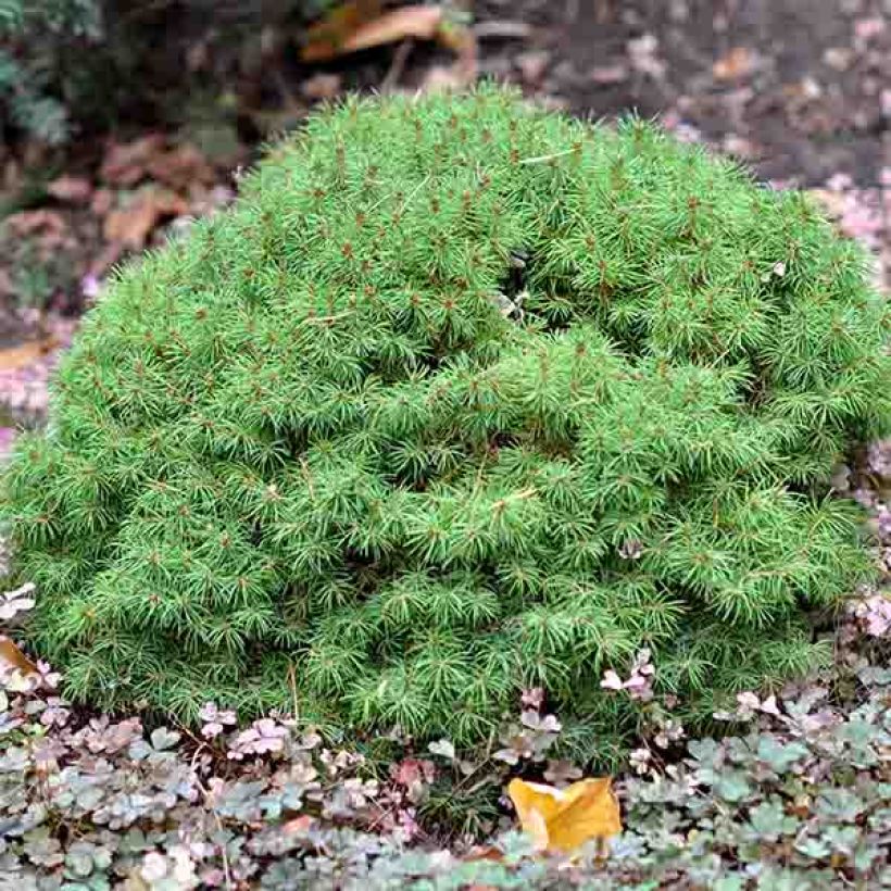 Picea glauca Alberta Globe (Plant habit)