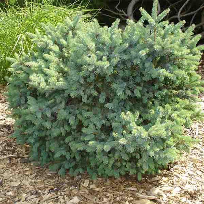Picea glauca Cecilia (Porto)