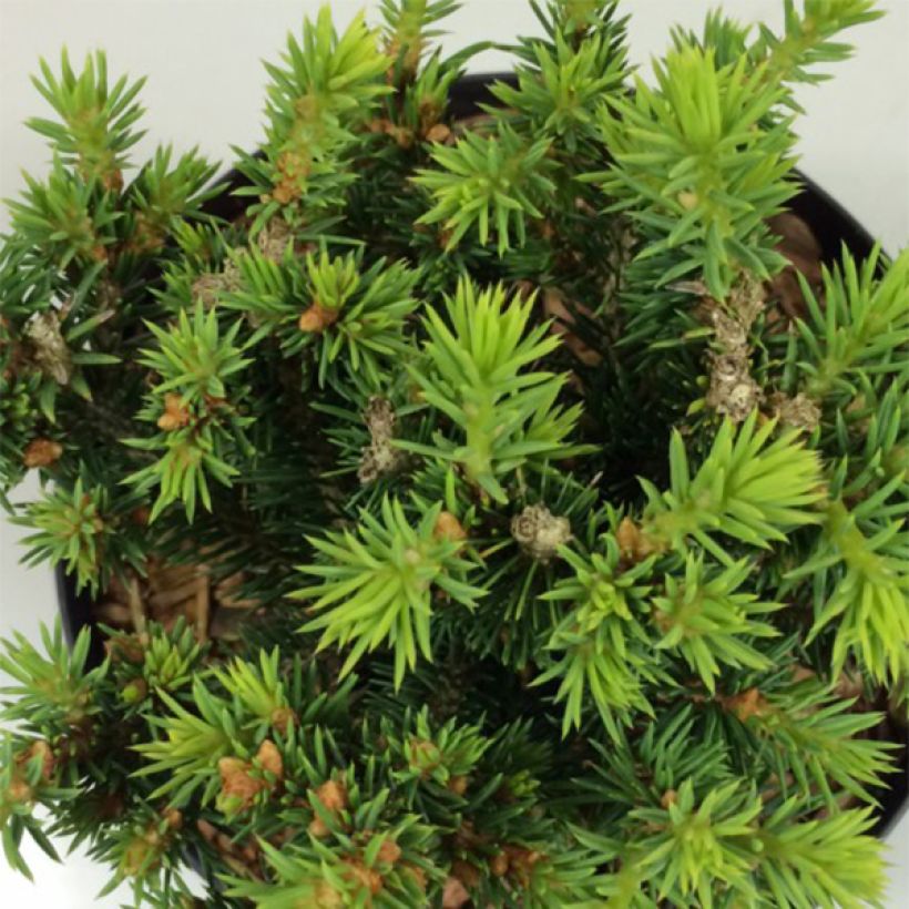 Picea glauca Cy's Wonder (Fogliame)