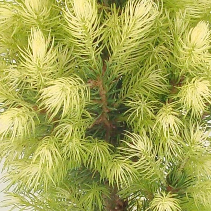 Picea glauca Daisy's White (Foliage)