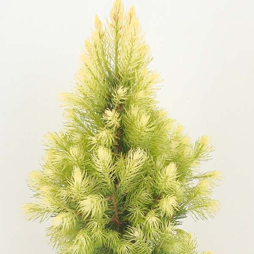 Picea glauca Daisy's White (Plant habit)