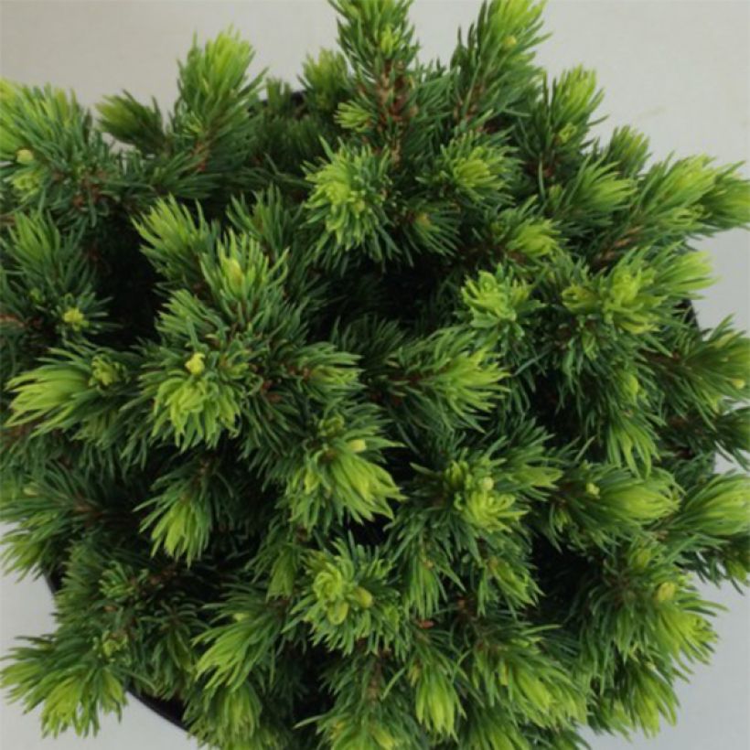 Picea glauca Dendrofarma Gold (Foliage)