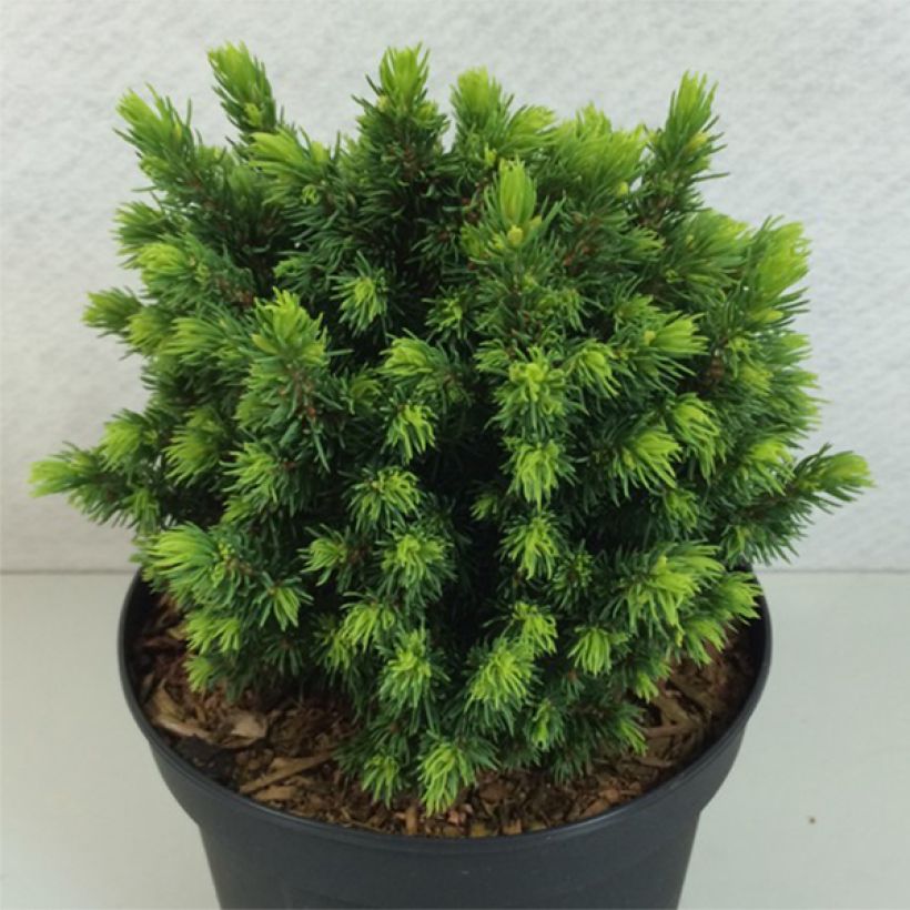 Picea glauca Dendrofarma Gold (Plant habit)