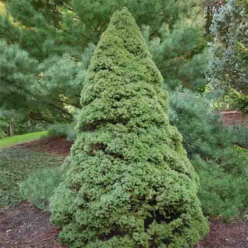 Picea glauca Rainbow's End (Plant habit)