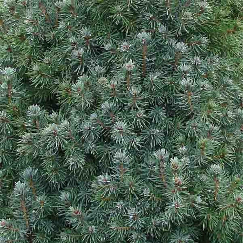 Picea glauca Sander's Blue (Fogliame)