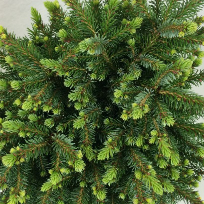 Picea omorika Beskid (Fogliame)