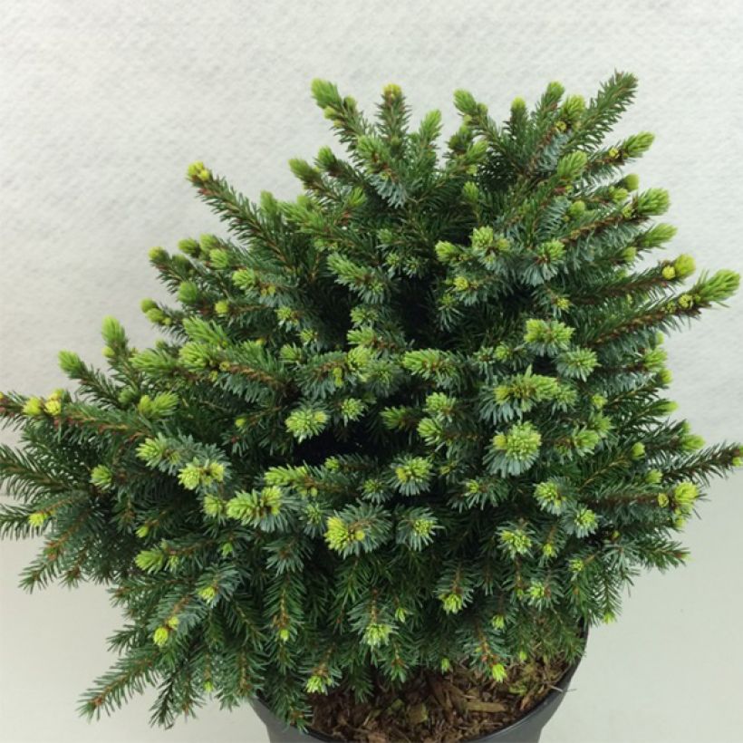 Picea omorika Beskid (Porto)
