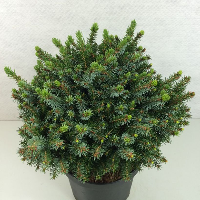 Picea omorika Morava (Porto)