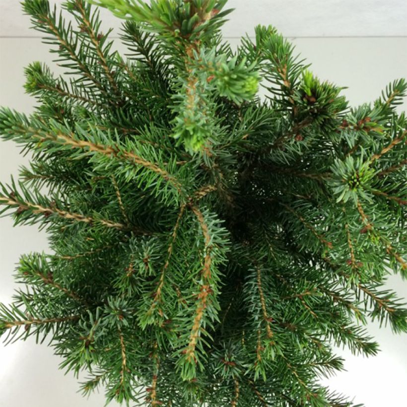Picea omorika Wodan (Fogliame)