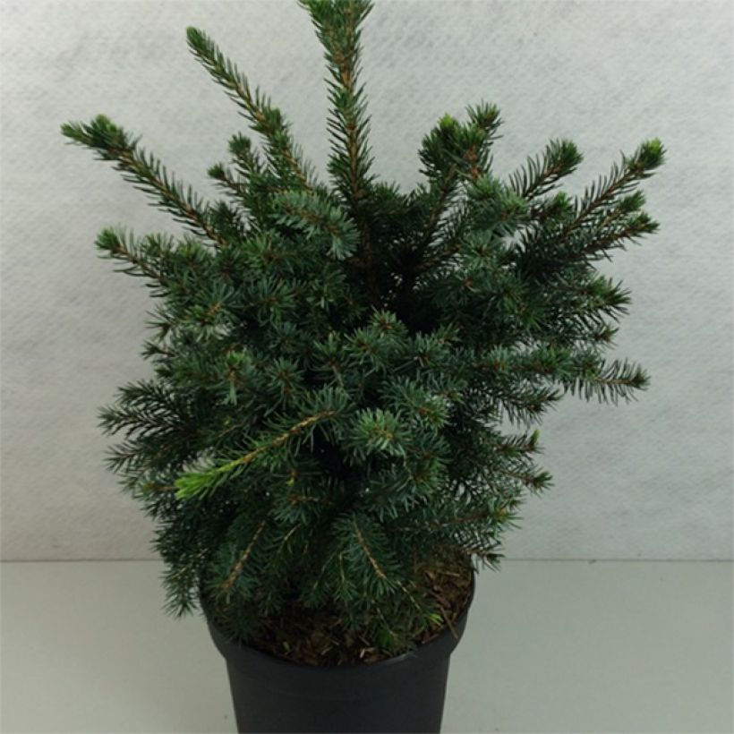 Picea omorika Wodan (Porto)
