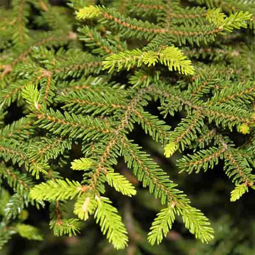 Picea orientalis Gracilis (Fogliame)
