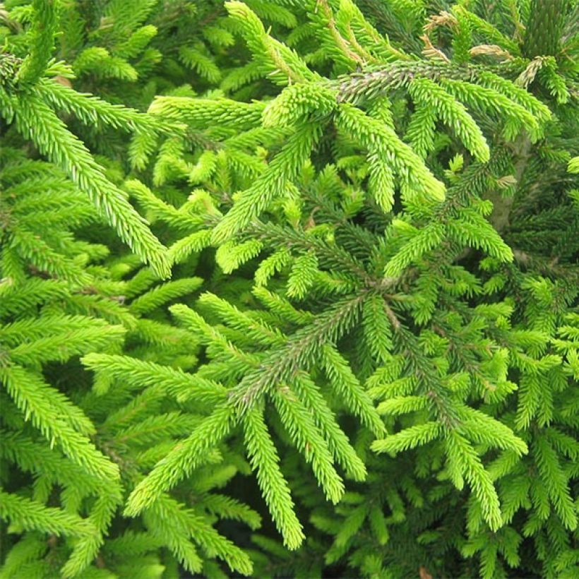 Picea orientalis Kenwith (Fogliame)