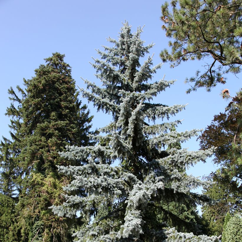 Picea pungens (Porto)