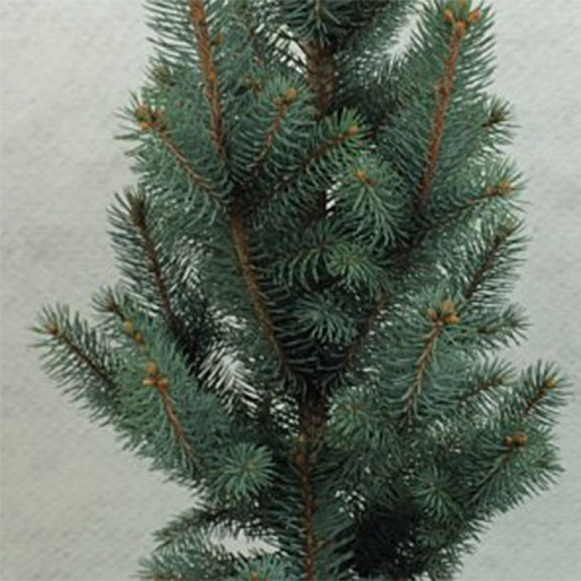 Picea pungens Iseli Fastigiate (Fogliame)