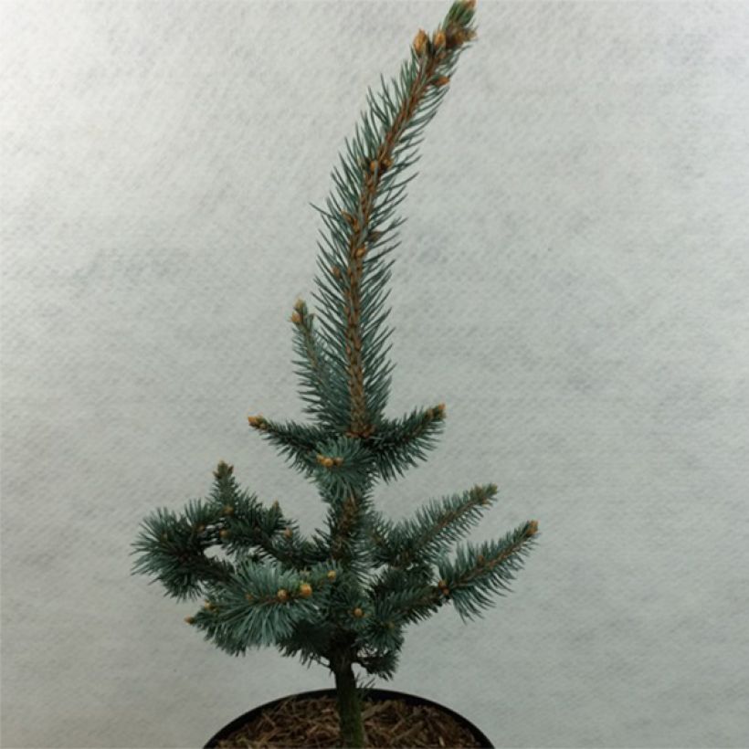 Picea pungens Iseli Foxtail (Plant habit)