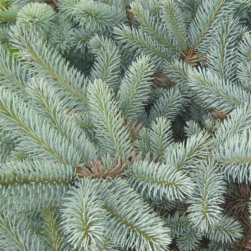 Picea pungens Jeddeloh (Fogliame)