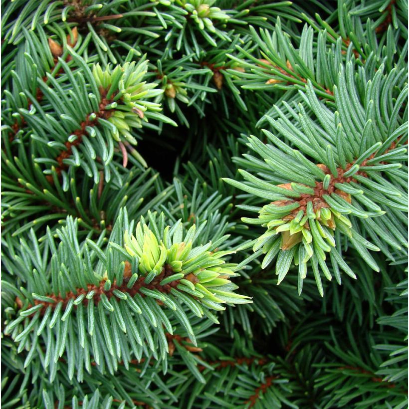 Picea pungens Mrs Cesarini (Fogliame)