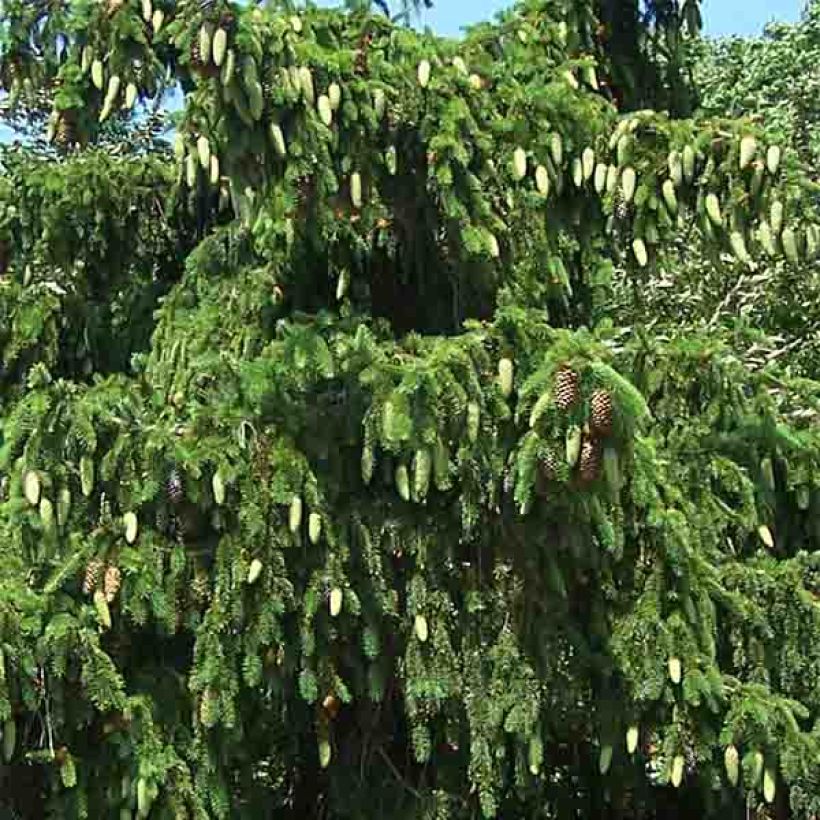 Picea abies Acrocona (Fogliame)