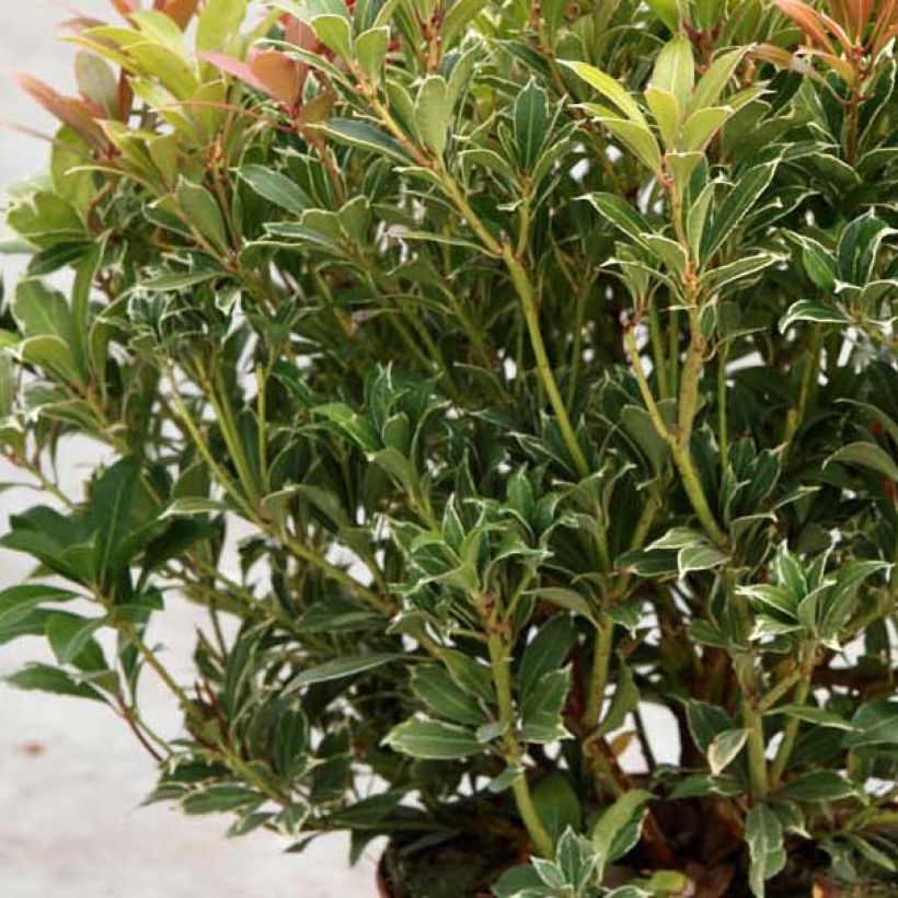 Pieris japonica Carnaval (Fogliame)