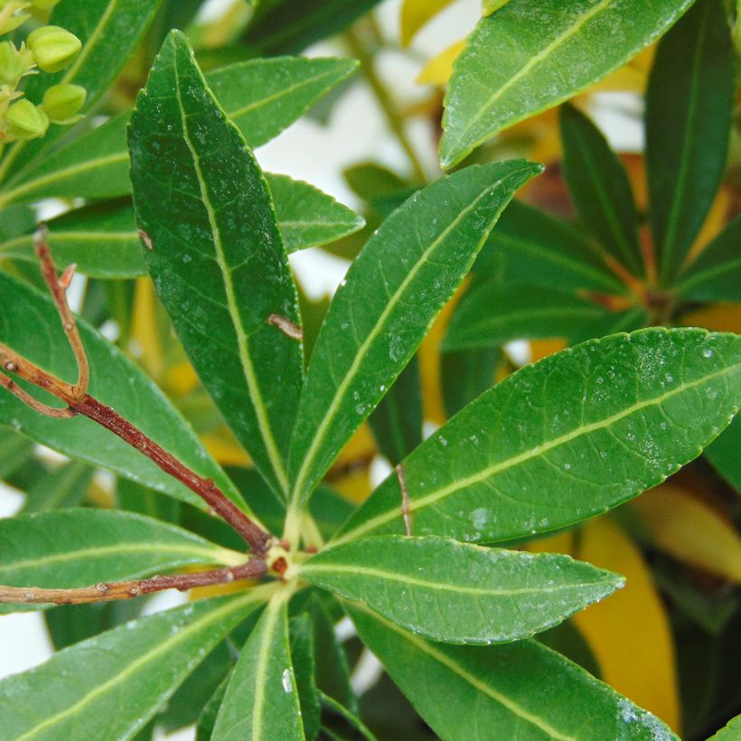 Pieris japonica Debutante (Foliage)