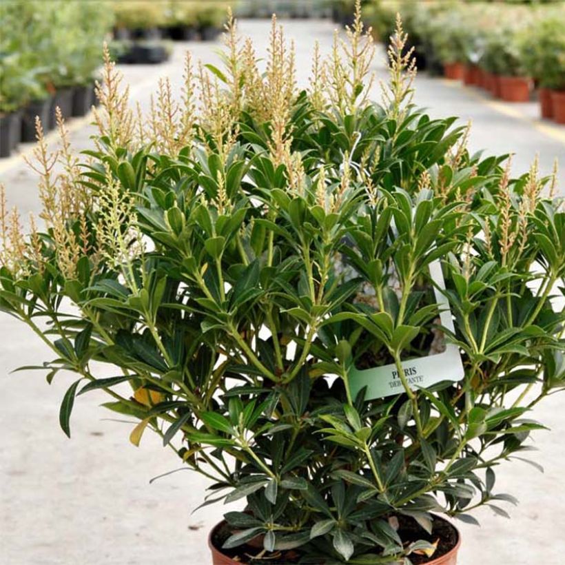 Pieris japonica Debutante (Plant habit)