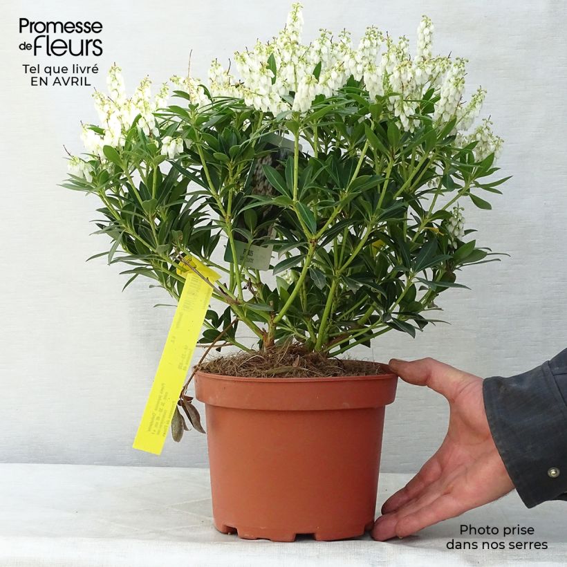 Example of Pieris japonica Debutante Vaso da 2L/3L as you get in printemps