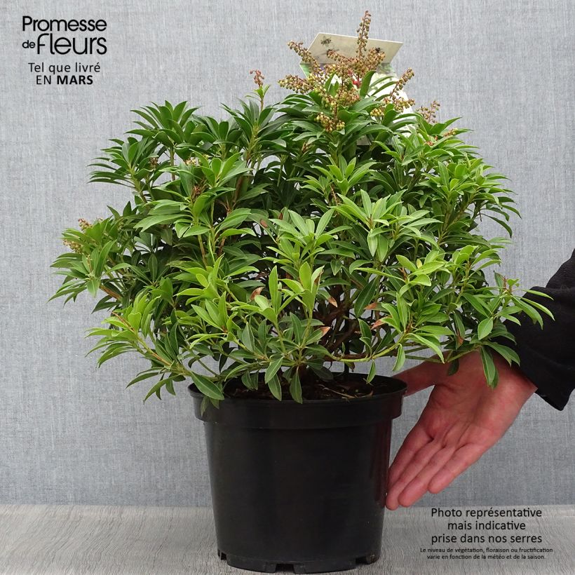 Example of Pieris japonica Debutante Vaso da 4L/5L as you get in printemps