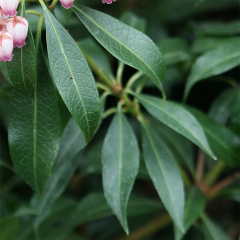 Pieris japonica Katsura (Fogliame)