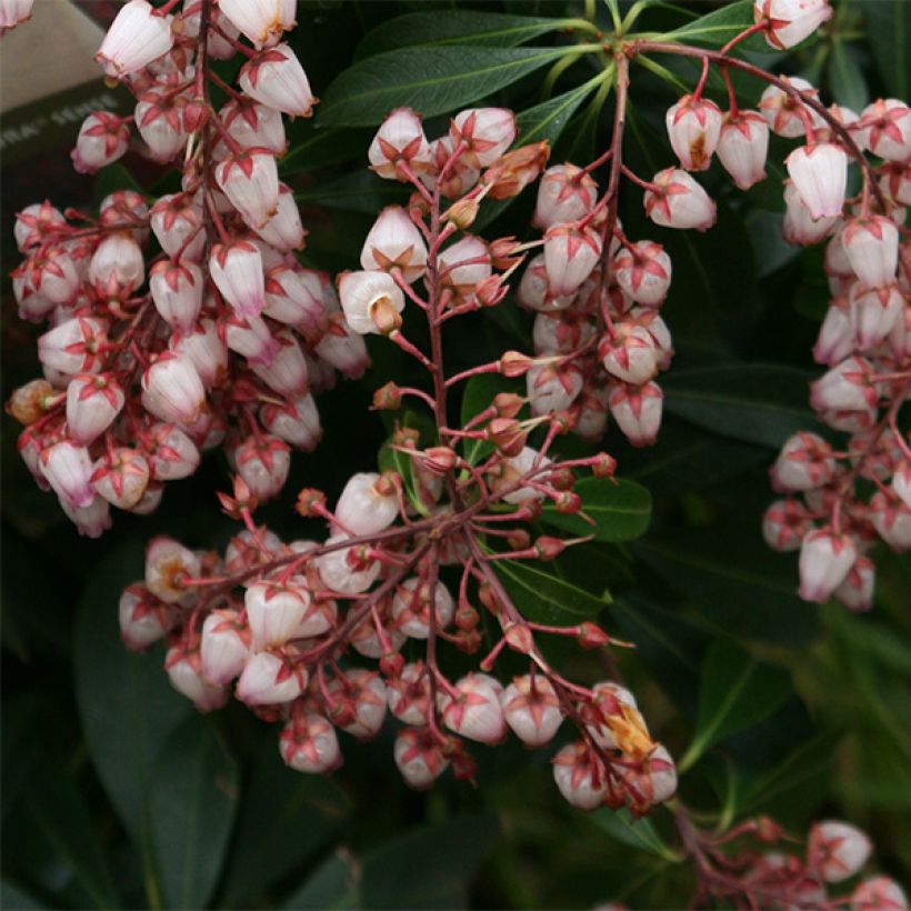 Pieris japonica Katsura (Fioritura)