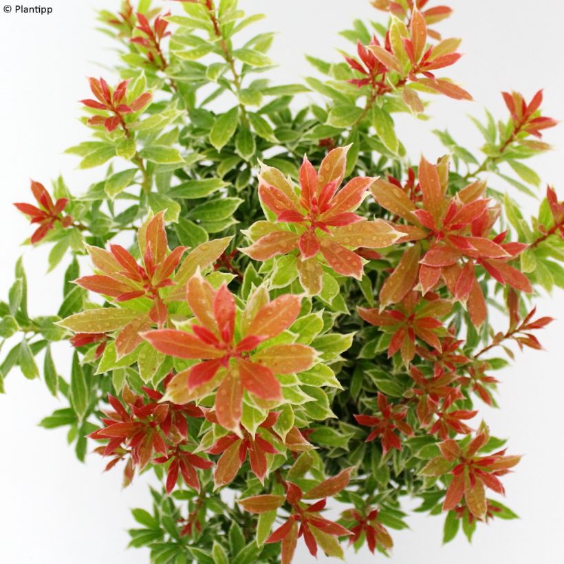 Pieris japonica Little Goldy (Foliage)