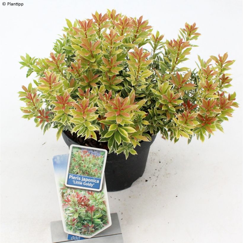 Pieris japonica Little Goldy (Plant habit)