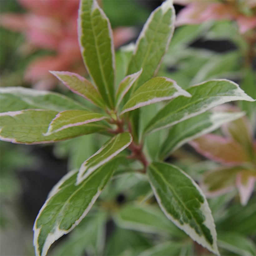 Pieris japonica Little Heath (Foliage)